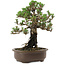 Pinus thunbergii Kotobuki, 27 cm, ± 30 años, con un nebari de 4 cm.