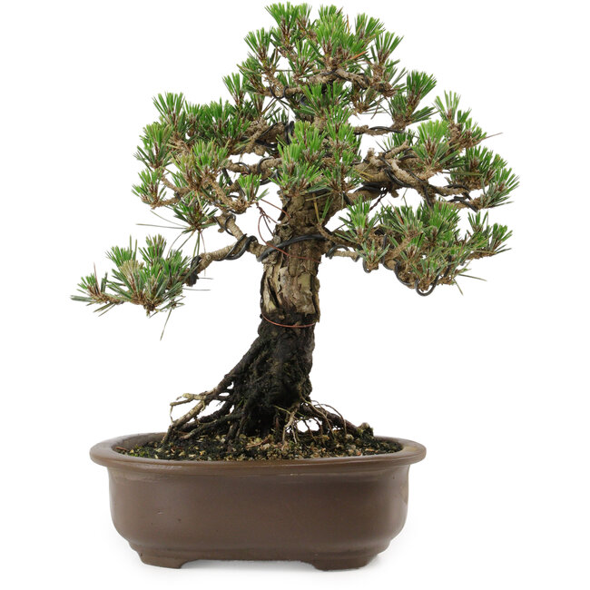 Pinus thunbergii Kotobuki, 27 cm, ± 30 años, con un nebari de 4 cm.
