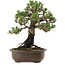 Pinus thunbergii Kotobuki, 27 cm, ± 30 años, con un nebari de 4 cm.