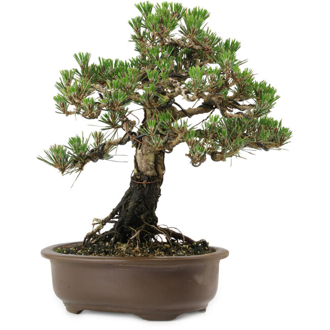 Pinus thunbergii Kotobuki, 27 cm, ± 30 años, con un nebari de 4 cm.