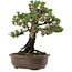 Pinus thunbergii Kotobuki, 27 cm, ± 30 años, con un nebari de 4 cm.