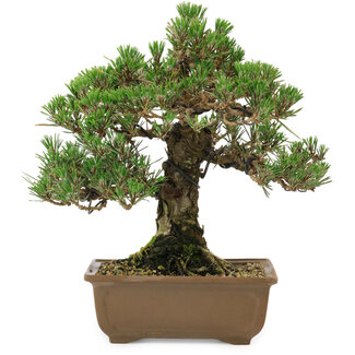 Pinus thunbergii Kotobuki, 27 cm, ± 30 anni