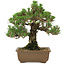 Pinus thunbergii Kotobuki, 27 cm, ± 30 anni, con nebari di 4,5 cm