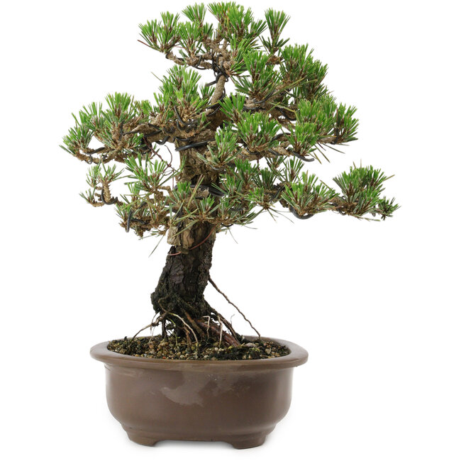 Pinus thunbergii Kotobuki, 27 cm, ± 30 años, con un nebari de 4 cm.