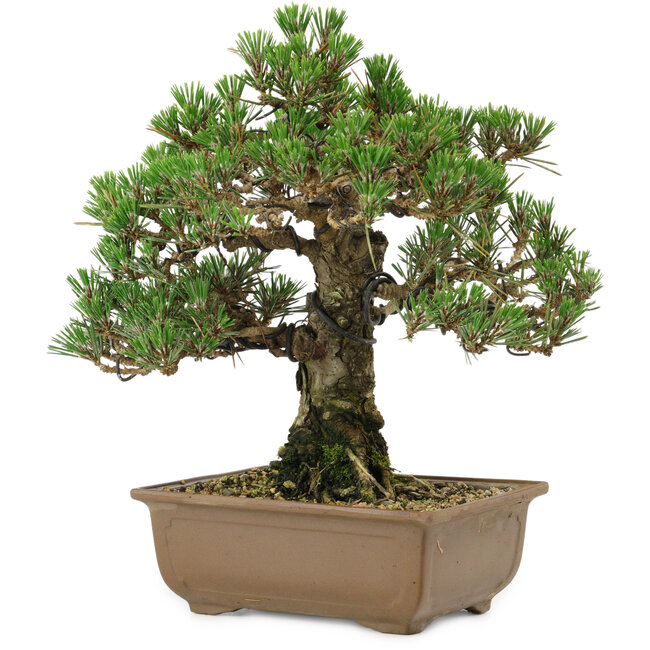 Pinus thunbergii Kotobuki, 27 cm, ± 30 anni, con nebari di 4,5 cm