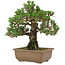Pinus thunbergii Kotobuki, 27 cm, ± 30 anni, con nebari di 4,5 cm
