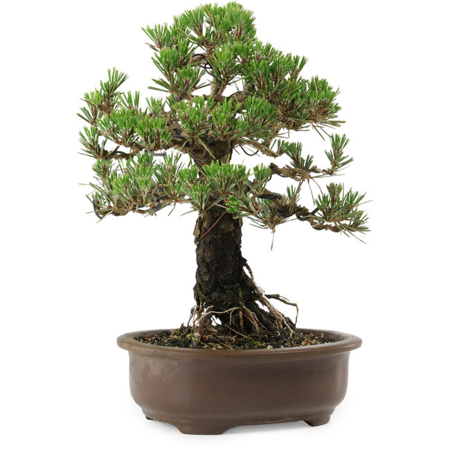 Pinus thunbergii Kotobuki, 27 cm, ± 30 años, con un nebari de 4 cm.