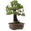 Pinus thunbergii Kotobuki, 27 cm, ± 30 años, con un nebari de 4 cm.