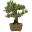 Pinus thunbergii Kotobuki, 27 cm, ± 30 years old, with a nebari of 4,5 cm