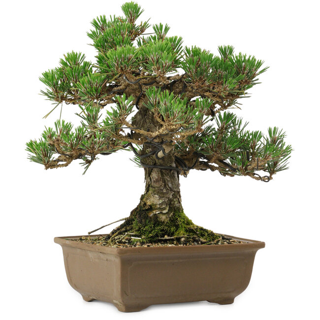 Pinus thunbergii Kotobuki, 27 cm, ± 30 anni, con nebari di 4,5 cm