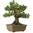 Pinus thunbergii Kotobuki, 27 cm, ± 30 anni, con nebari di 4,5 cm
