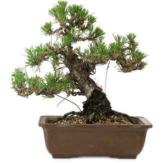 Pinus thunbergii Kotobuki, 27 cm, ± 30 años