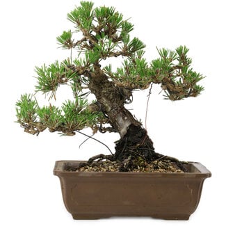 Pinus thunbergii Kotobuki, 27 cm, ± 30 years old
