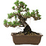 Pinus thunbergii Kotobuki, 27 cm, ± 30 years old, with a nebari of 4,5 cm