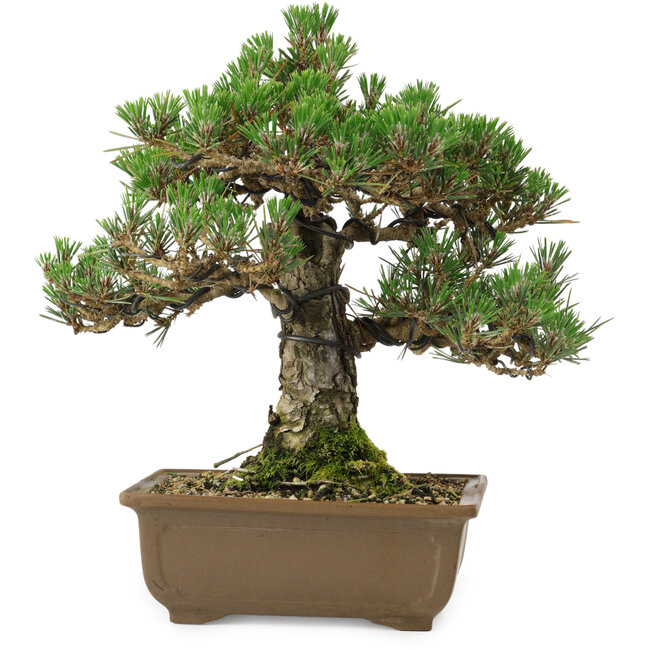 Pinus thunbergii Kotobuki, 27 cm, ± 30 anni, con nebari di 4,5 cm