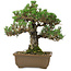 Pinus thunbergii Kotobuki, 27 cm, ± 30 anni, con nebari di 4,5 cm