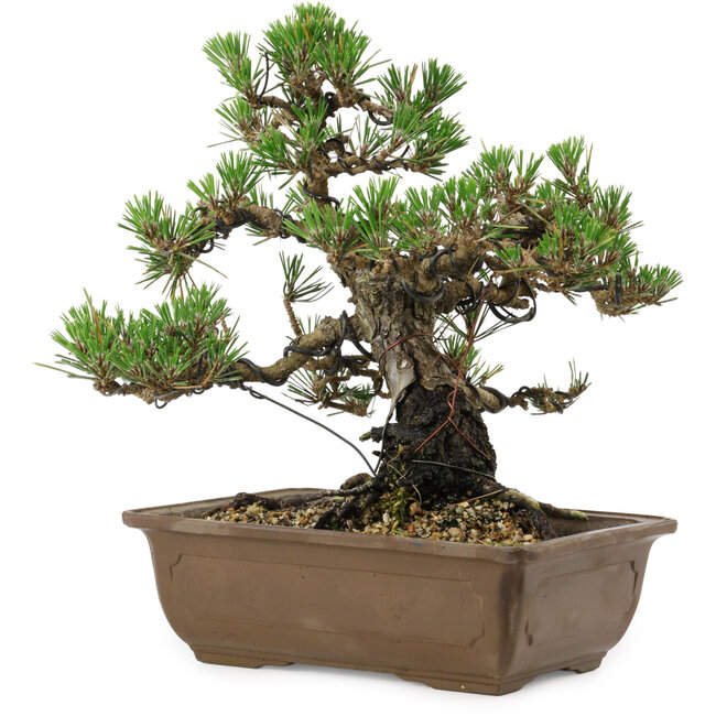 Pinus thunbergii Kotobuki, 27 cm, ± 30 anni, con nebari di 4,5 cm
