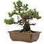 Pinus thunbergii Kotobuki, 27 cm, ± 30 anni, con nebari di 4,5 cm