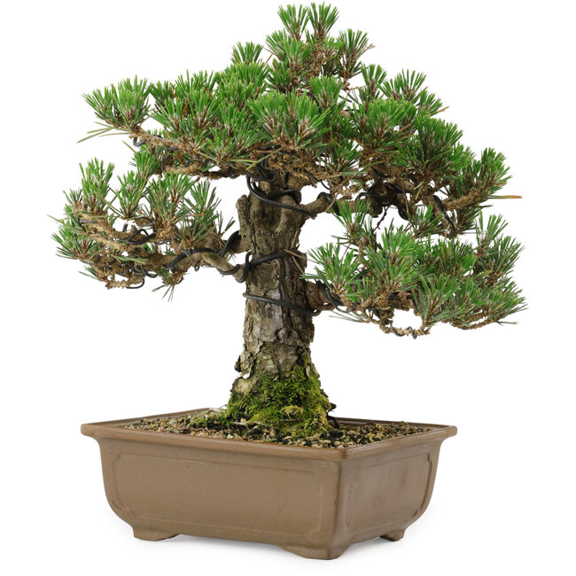 Pinus thunbergii Kotobuki, 27 cm, ± 30 años, con un nebari de 4,5 cm.