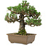 Pinus thunbergii Kotobuki, 27 cm, ± 30 anni, con nebari di 4,5 cm