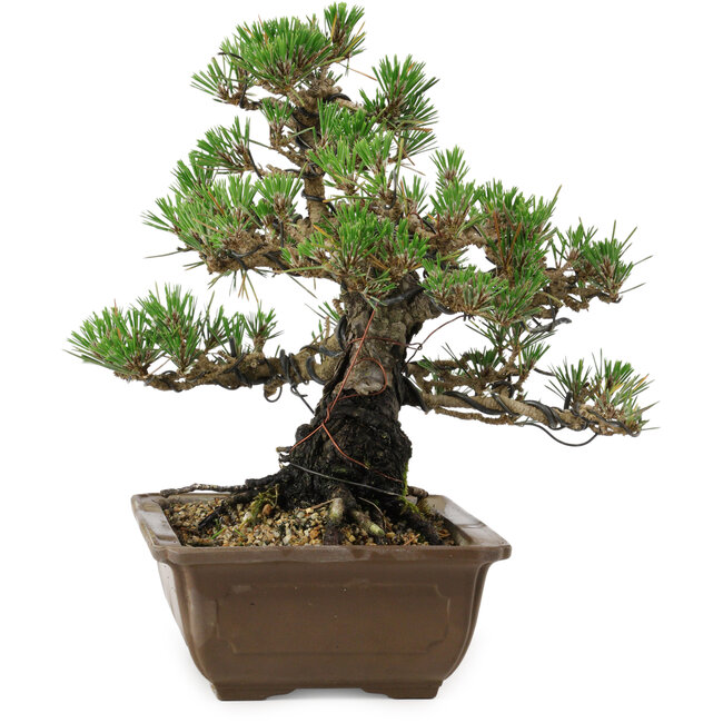 Pinus thunbergii Kotobuki, 27 cm, ± 30 anni, con nebari di 4,5 cm