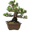 Pinus thunbergii Kotobuki, 27 cm, ± 30 anni, con nebari di 4,5 cm