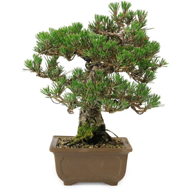 Pinus thunbergii Kotobuki, 27 cm, ± 30 anni, con nebari di 4,5 cm