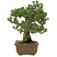 Pinus thunbergii Kotobuki, 27 cm, ± 30 anni, con nebari di 4,5 cm