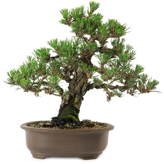 Pinus thunbergii Kotobuki, 27 cm, ± 30 anni