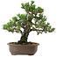 Pinus thunbergii Kotobuki, 27 cm, ± 30 años, con un nebari de 4,5 cm.