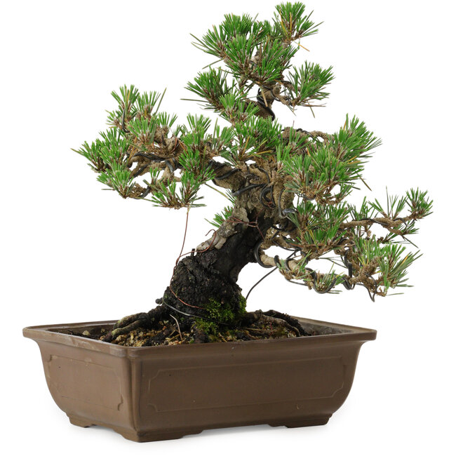 Pinus thunbergii Kotobuki, 27 cm, ± 30 years old, with a nebari of 4,5 cm