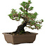 Pinus thunbergii Kotobuki, 27 cm, ± 30 años, con un nebari de 4,5 cm.
