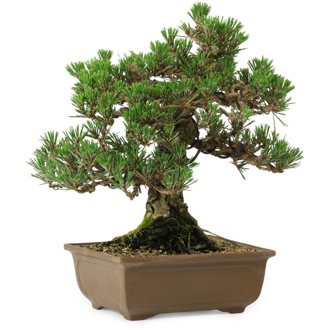 Pinus thunbergii Kotobuki, 27 cm, ± 30 anni, con nebari di 4,5 cm