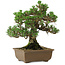 Pinus thunbergii Kotobuki, 27 cm, ± 30 anni, con nebari di 4,5 cm