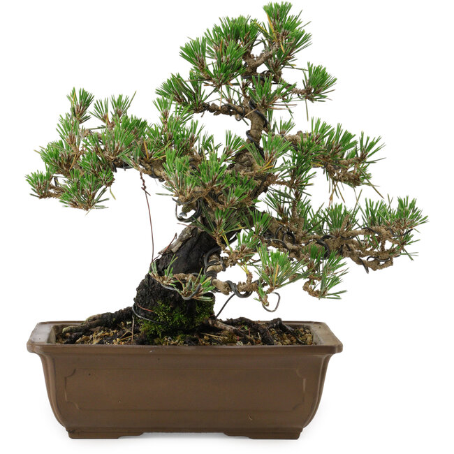 Pinus thunbergii Kotobuki, 27 cm, ± 30 años, con un nebari de 4,5 cm.