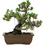 Pinus thunbergii Kotobuki, 27 cm, ± 30 anni, con nebari di 4,5 cm