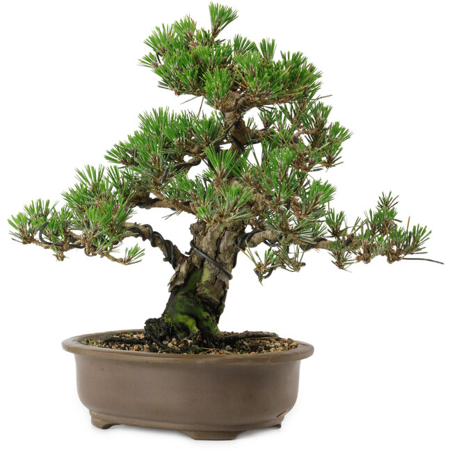 Pinus thunbergii Kotobuki, 27 cm, ± 30 años, con un nebari de 4,5 cm.