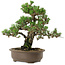 Pinus thunbergii Kotobuki, 27 cm, ± 30 anni, con nebari di 4,5 cm