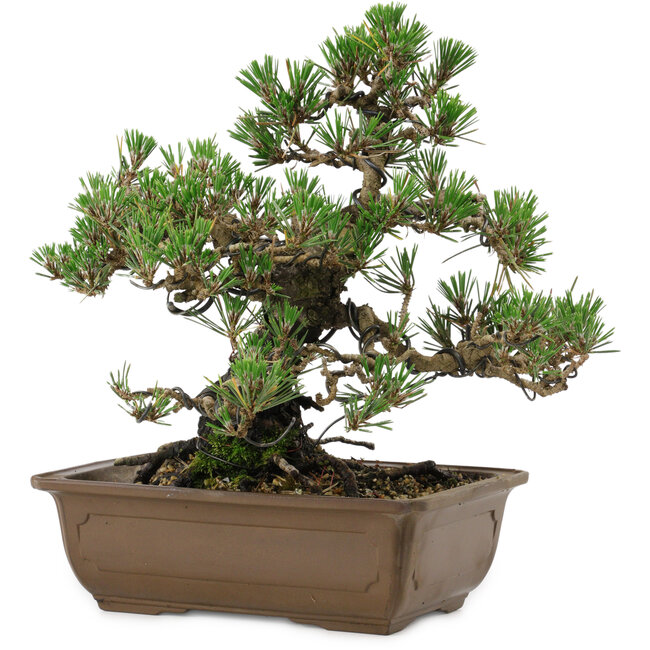 Pinus thunbergii Kotobuki, 27 cm, ± 30 anni, con nebari di 4,5 cm