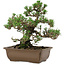 Pinus thunbergii Kotobuki, 27 cm, ± 30 anni, con nebari di 4,5 cm