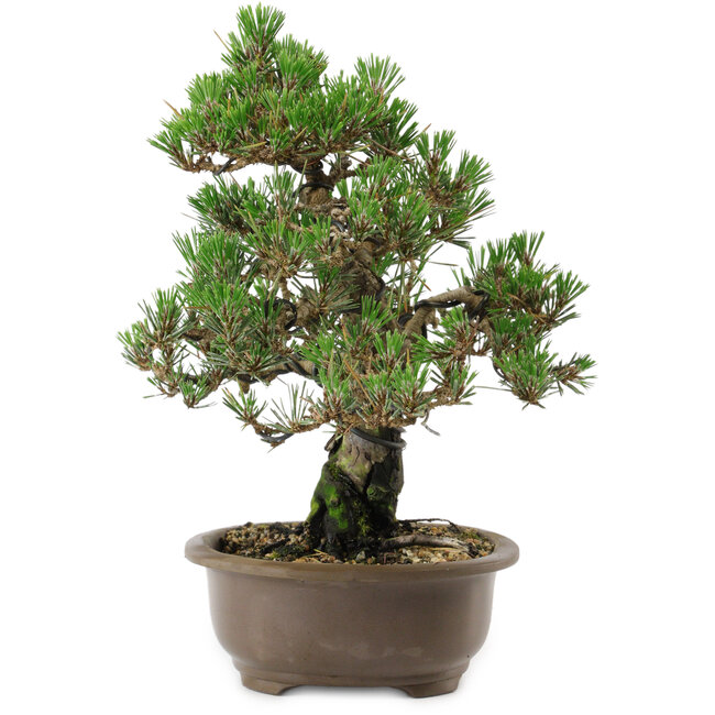 Pinus thunbergii Kotobuki, 27 cm, ± 30 anni, con nebari di 4,5 cm