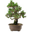 Pinus thunbergii Kotobuki, 27 cm, ± 30 anni, con nebari di 4,5 cm