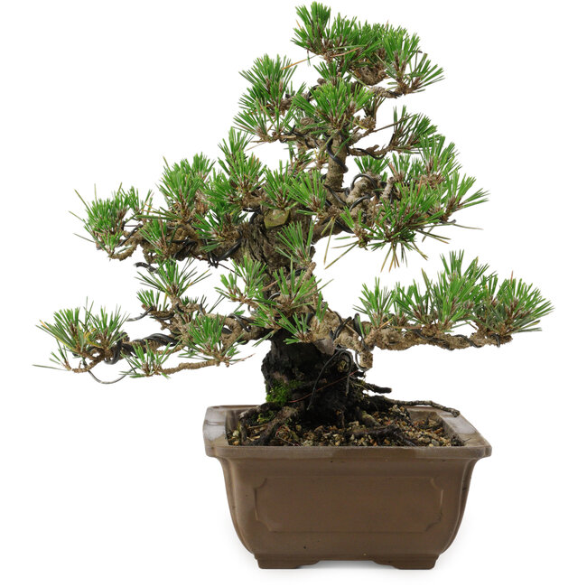 Pinus thunbergii Kotobuki, 27 cm, ± 30 años, con un nebari de 4,5 cm.