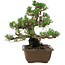 Pinus thunbergii Kotobuki, 27 cm, ± 30 anni, con nebari di 4,5 cm