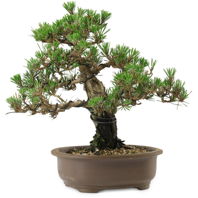 Pinus thunbergii Kotobuki, 27 cm, ± 30 years old, with a nebari of 4,5 cm