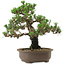 Pinus thunbergii Kotobuki, 27 cm, ± 30 anni, con nebari di 4,5 cm