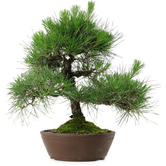 Pinus thunbergii, 39 cm, ± 25 años de edad