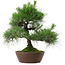 Pinus thunbergii, 39 cm, ± 25 anni