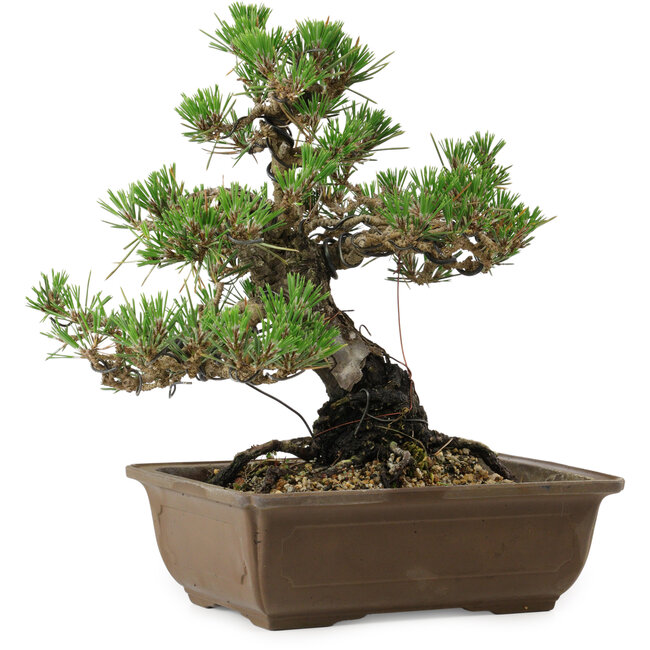 Pinus thunbergii Kotobuki, 27 cm, ± 30 anni, con nebari di 4,5 cm