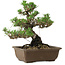Pinus thunbergii Kotobuki, 27 cm, ± 30 anni, con nebari di 4,5 cm